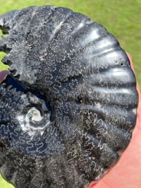 Image 9 of Large Black Ammonite Fossil With Pyrite | Madagascar #2699