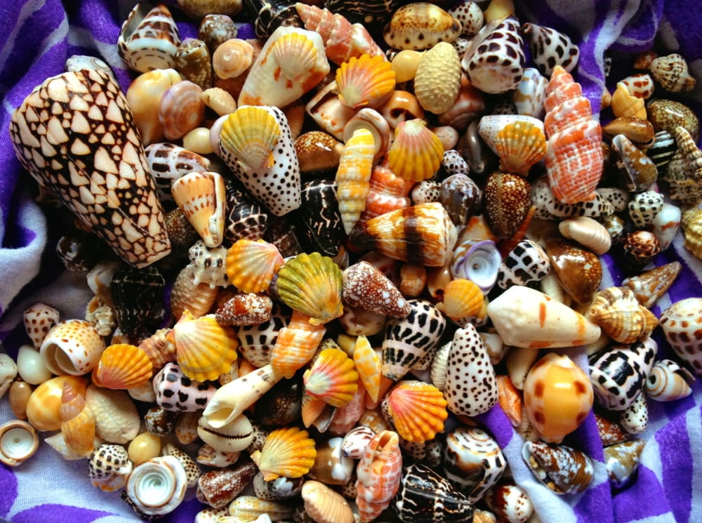 Image of Seashells Zipper Clutch