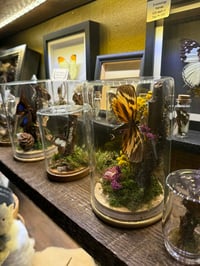 Image 3 of Terrarium Building Workshop Thurs 20th 5th March