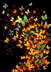Image of Lily Greenwood Signed Giclée Print - Butterflies on Black - A2 - Limited Edition