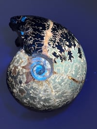Image 18 of Ammonite Fossil | Madagascar #3022