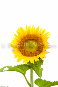 Image 3 of Sunflower on White Sky Canvas