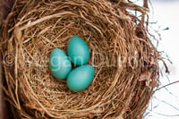 Image 4 of Robin Eggs Canvas