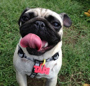 Image of Placa del nombre de tu mascota 