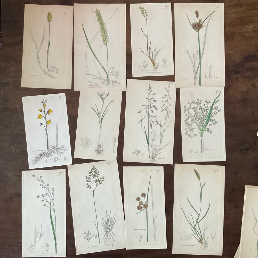 Image of Botanical Prints set no.2