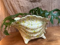 Image 7 of Mini Monstera in Glazed Conch Shell