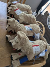 Image 3 of PJ the OSCE Practice Dog!