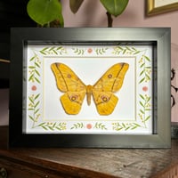 Image 2 of golden emperor moth
