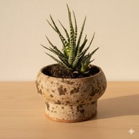Speckled Succulent Pot with Plant 