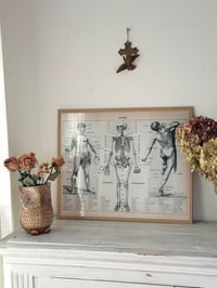 Image 4 of Planche d’anatomie encadrée - Homme