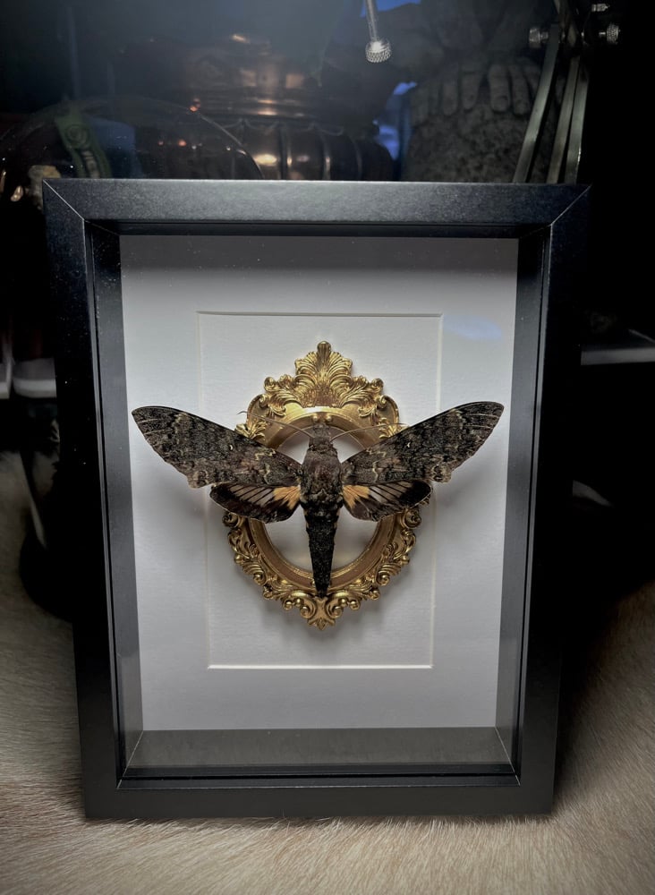 Image of Ornate Cocytius lucifer Hawk Moth 