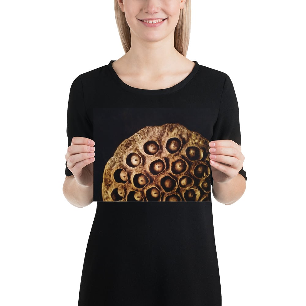 Photo Print: Lotus Seed Pod