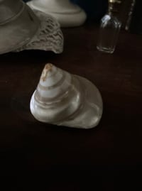 Image 4 of Petit coquillage trochus de cabinet de curiosité, 6cm de diamètre