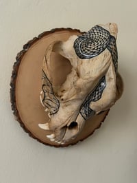 Image 2 of MEMENTO MORI