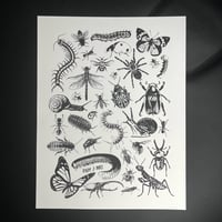 Image 1 of Bug Collage