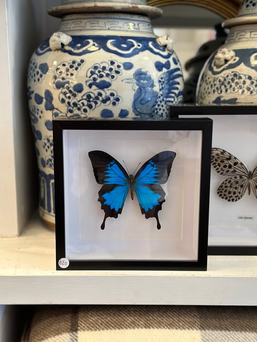 Image of Ulysses Butterfly Specimen 