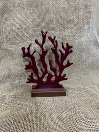 Image 2 of Red Coral