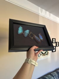 Image 2 of Blue Morpho Frame
