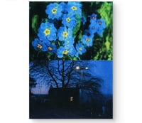 Image 1 of BLUE PRIMROSE