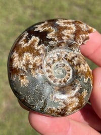 Image 10 of Ammonite Fossil | Madagascar #2994