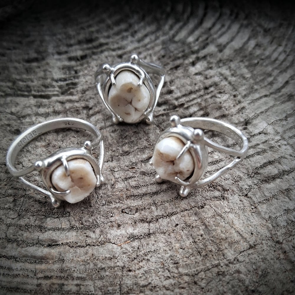 sterling silver + tooth ring | stelae