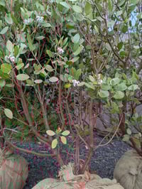 Image 4 of Manzanita : Arctostaphylos sp.
