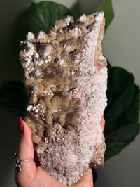 Image 13 of XL SUGARY DOG TOOTH CALCITE -MEXICO- B