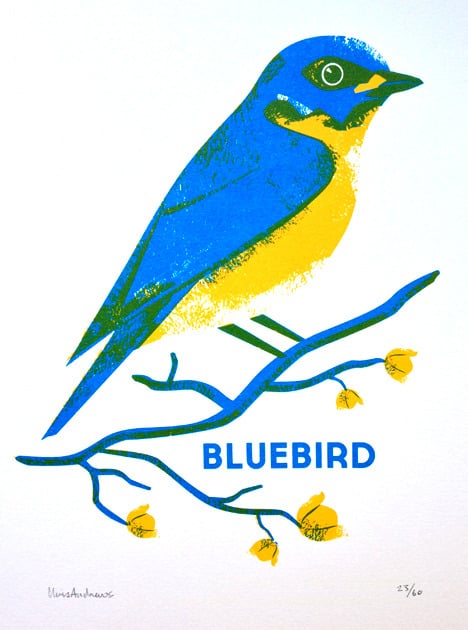 Image of Bluebird