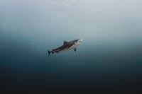 Image 1 of Tiger Shark