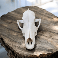 Image 2 of Coyote Skull ( Craft Grade ) 