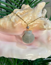 Image 1 of Scallop Shell Necklace N199
