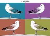Image of Silver Gulls - Quad Image Canvas Prints