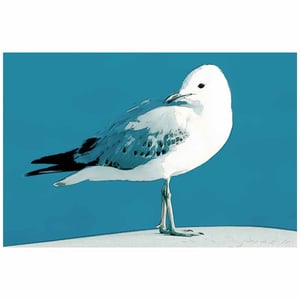 Image of Silver Gulls - Single Image Canvas Prints #1-3