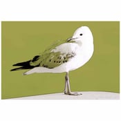 Image of Silver Gulls - Single Image Canvas Prints #4-6