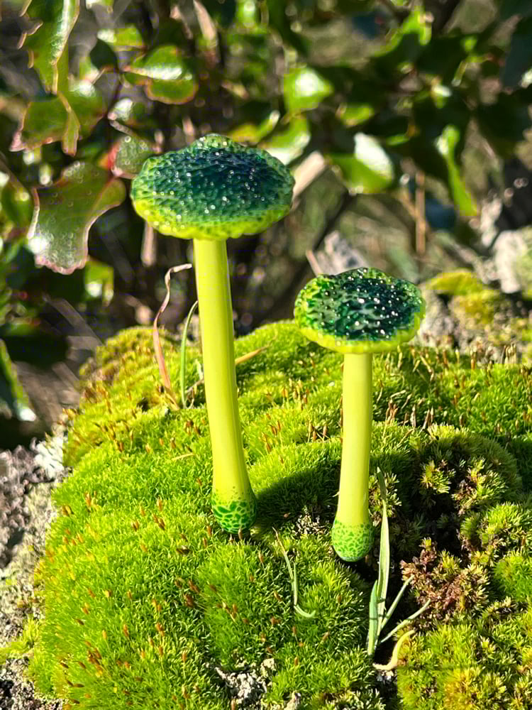 Image of 2 Green Trumpet Mushroom Plant Spikes
