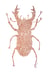 Image of Stag Beetle - Silver (Copper edition sold out)