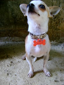 Image of Placas de Huesos para mascotas 