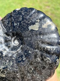 Image 15 of Large Black Ammonite Fossil With Pyrite | Madagascar #2699