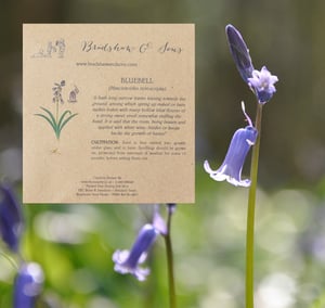 Image of Bradshaw & Sons Bluebell Seeds 