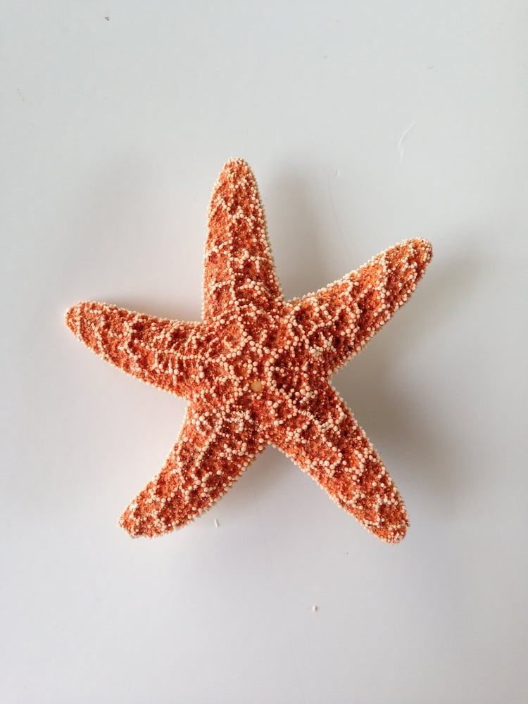 Image of Sugar Starfish Hair Clip