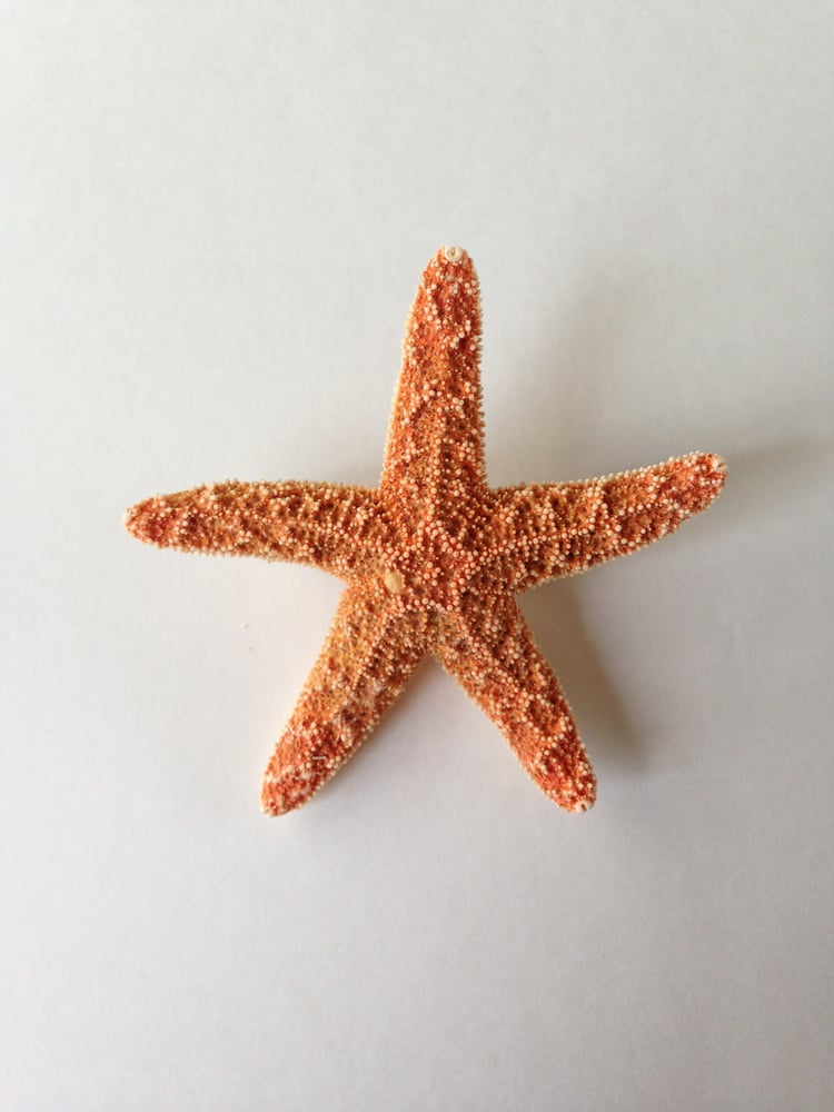 Image of Sugar Starfish Hair Clip #2