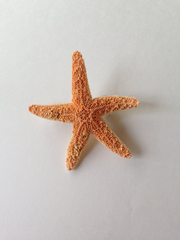Image of Sugar Starfish Hair Clip #3