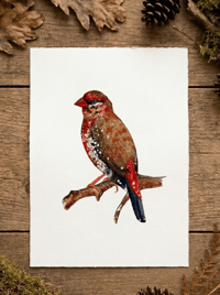 Image 1 of Strawberry Finch Red Bird Watercolor Illustration PRINT 