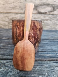 Image 2 of Callistemon eating spoon 