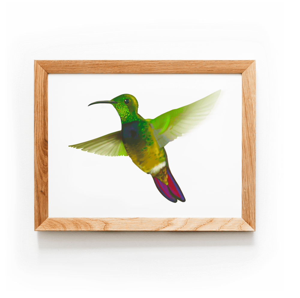 Colibrí Dorado de Puerto Rico | Art Print