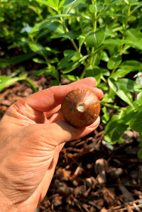 Image 3 of Mushroom spoo 