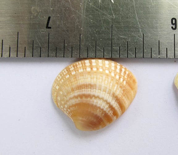 Image of Shell Clip Earring Cross Barred Venus