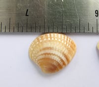 Image 4 of Shell Clip Earring Cross Barred Venus