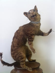 Image of antique rare victorian taxidermy dancing cat