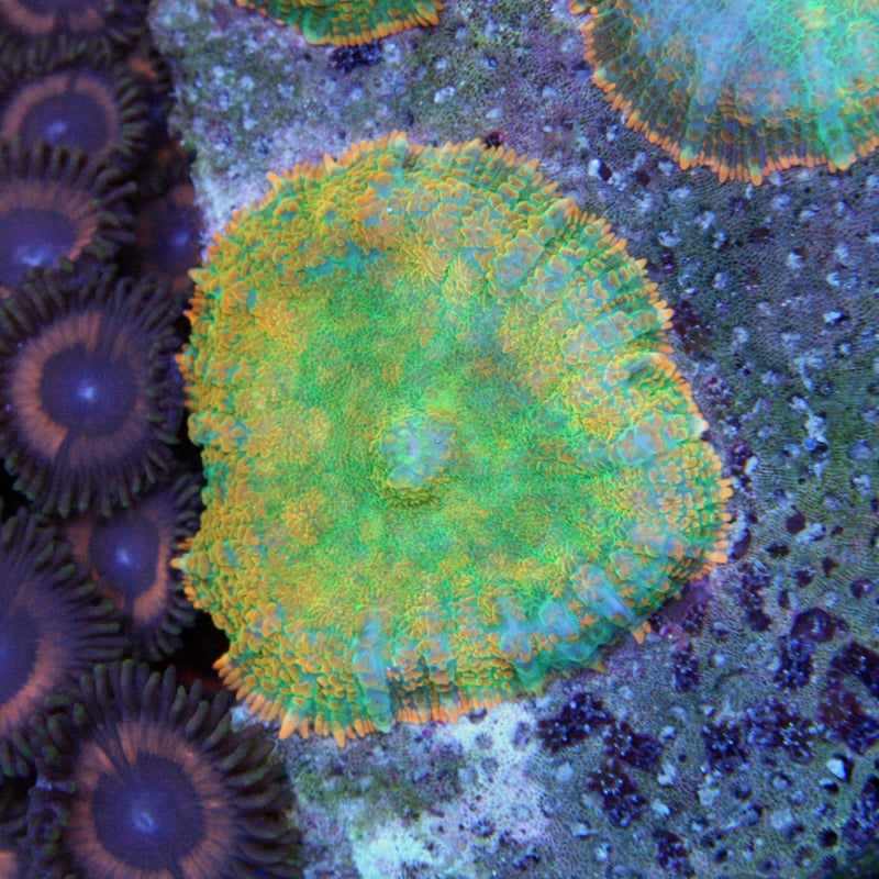 Image of PYA Nebula Mushroom
